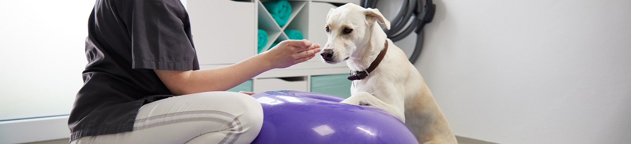 banner_physiotherapie