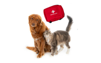 Erste-Hilfe-Kurs (Hunden & Katzen)