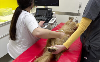 Ultraschall in der Tiermedizin