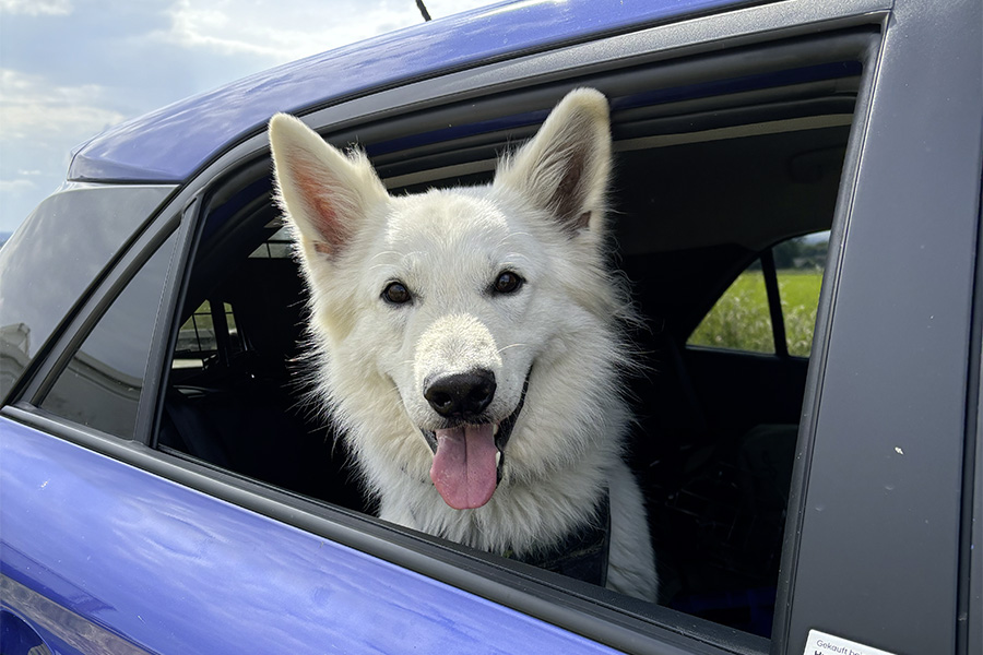 Hitzefalle Auto – Lebensgefahr für Hunde