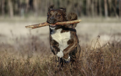 Die unterschätzte Gefahr: Stöckchen-Verletzungen bei Hunden