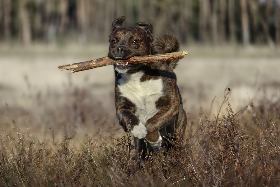 Die unterschätzte Gefahr: Stöckchen-Verletzungen bei Hunden