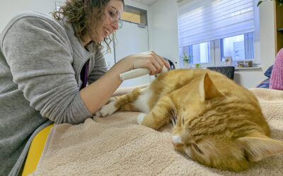 Physiotherapie für Katzen – sanfte Unterstützung für mehr Beweglichkeit und Lebensfreude