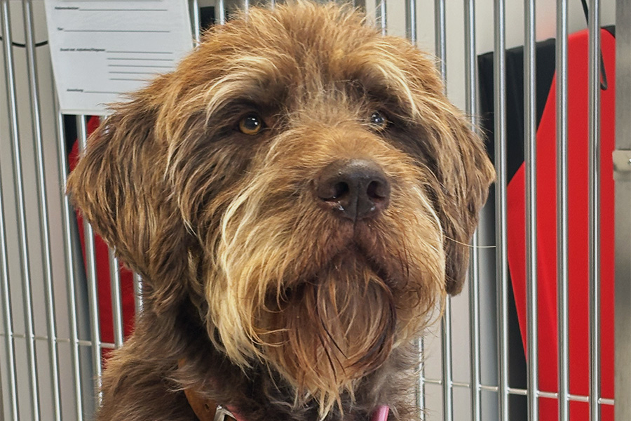 Gesundheits-Check für ältere Tiere (Geriatrischer Check-Up)