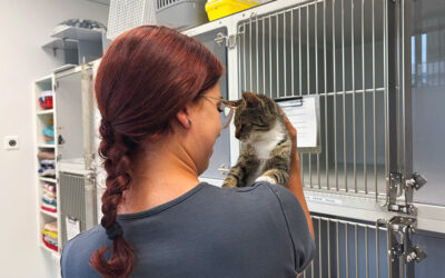 TLC – Tender, Loving, Care