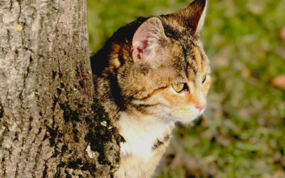 FLUTD bei Katzen – Was ist das und worauf sollte man achten?