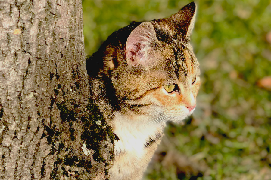 FLUTD bei Katzen – Was ist das und worauf sollte man achten?