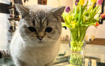 FLUTD bei Katzen – Behandlung, Therapie und Vorbeugung