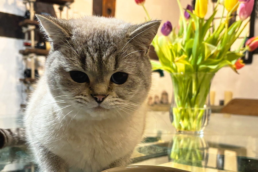 FLUTD bei Katzen – Behandlung, Therapie und Vorbeugung