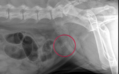 Harnsteine bei Kleintieren