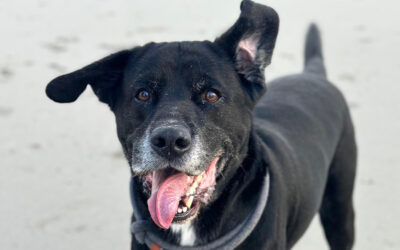 Niereninsuffizienz beim Tier – Akut oder chronisch?