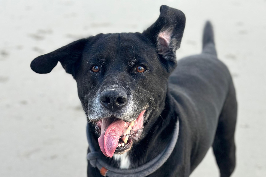 Niereninsuffizienz beim Tier – Akut oder chronisch?