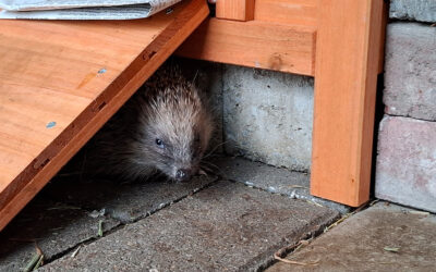 Igel gefunden – was tun?