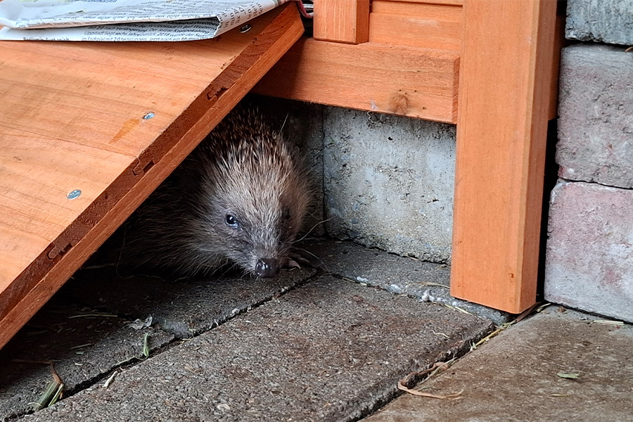 Igel gefunden – was tun?