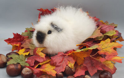 Nager richtig halten – artgerechtes Zuhause für Meerschweinchen & Kaninchen