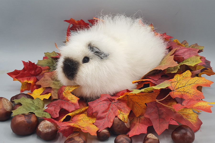 Nager richtig halten – artgerechtes Zuhause für Meerschweinchen & Kaninchen