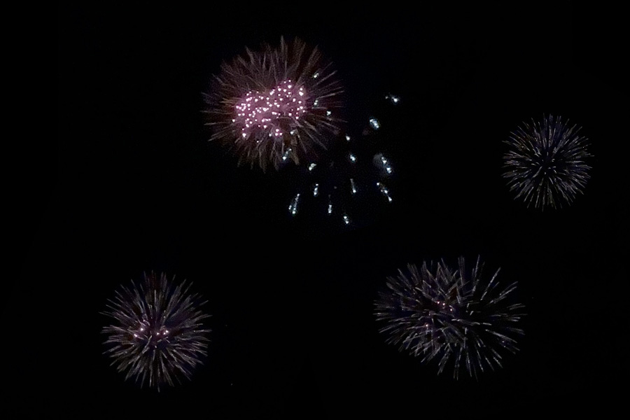 Silvester mit Tieren – so bleibt es stressfrei für Hund & Katze