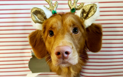 Schokolade, Zimt & Co. – gefährliche Weihnachtsleckereien für Haustiere