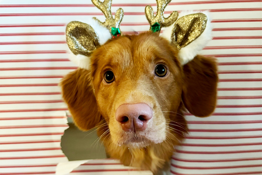 Schokolade, Zimt & Co. – gefährliche Weihnachtsleckereien für Haustiere