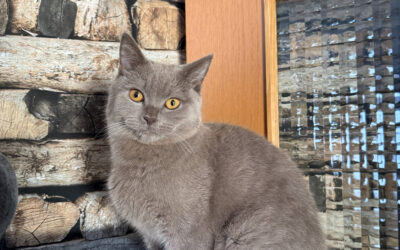 Feline Hyperthyreose – Schilddrüsenüberfunktion bei der Katze