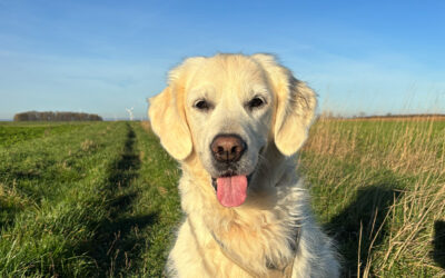 Hypothyreose beim Hund – einfach erklärt