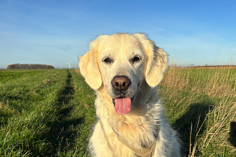 Hypothyreose beim Hund – einfach erklärt