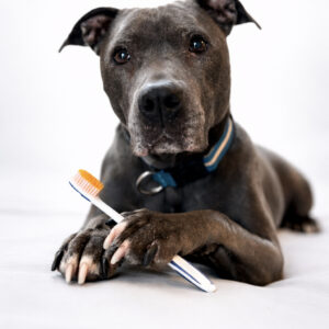 Zahn- und Maulgesundheit bei Hund und Katze <br> <span>Termin folgt</span>