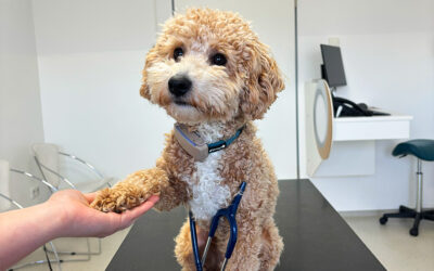 Morbus Addison (Hypoadrenokortizismus) beim Hund