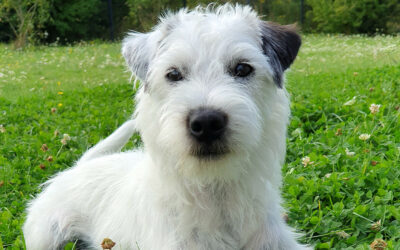 Morbus Cushing (Hyperadrenokortizismus) beim Hund