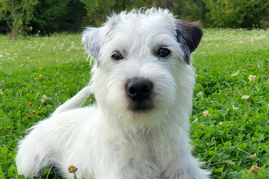 Morbus Cushing (Hyperadrenokortizismus) beim Hund