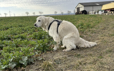 Hausmittel bei Durchfall – Erste Hilfe für Hunde und Katzen