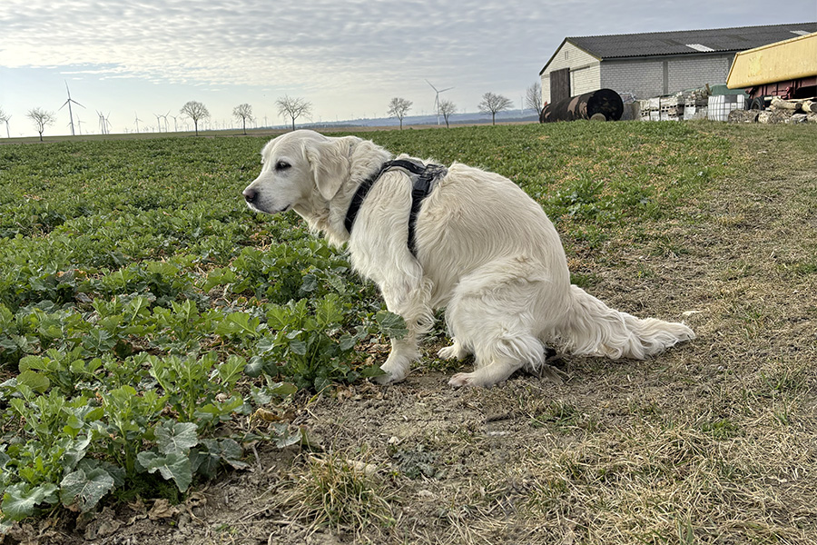 Hausmittel bei Durchfall – Erste Hilfe für Hunde und Katzen
