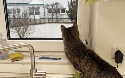 Kippfenstersyndrom bei Katzen – eine unterschätzte Gefahr