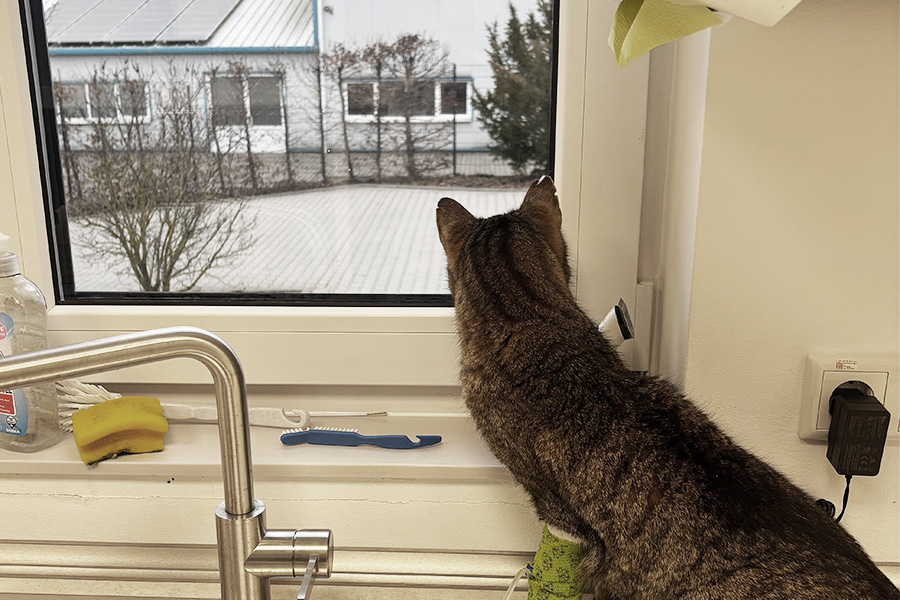 Kippfenstersyndrom bei Katzen – eine unterschätzte Gefahr