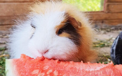 Gesunde Ernährung für Kaninchen und Meerschweinchen