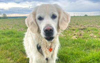 Gesundheits-Check für ältere Tiere (Geriatrischer Check-Up)