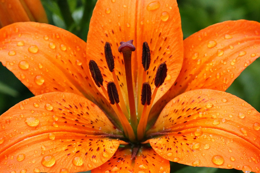 Giftige Pflanzen für Hunde und Katzen