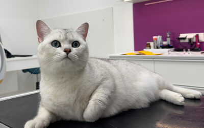 FIV = Feline Immunschwäche-Virus