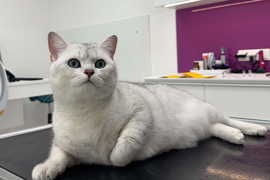 FIV = Feline Immunschwäche-Virus