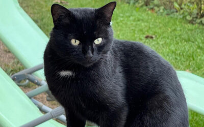 FIP bei der Katze