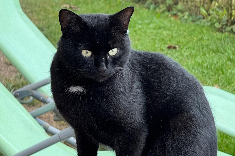 FIP bei der Katze