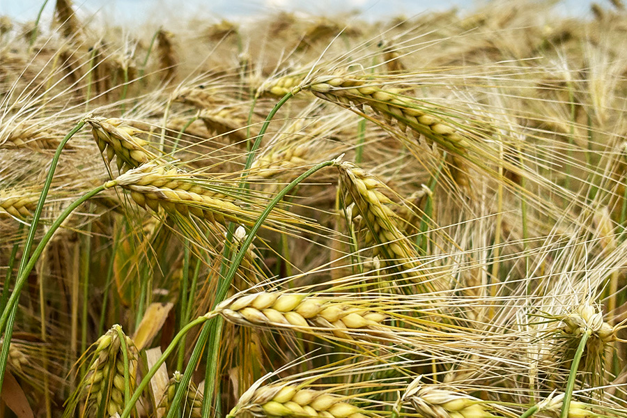 Grannen – Kleine Pflanzenteile mit großer Wirkung