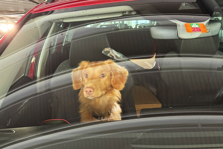 Hitzefalle Auto – Lebensgefahr für Hunde