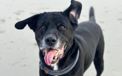 Dilatative Kardiomyopathie (DCM) beim Hund