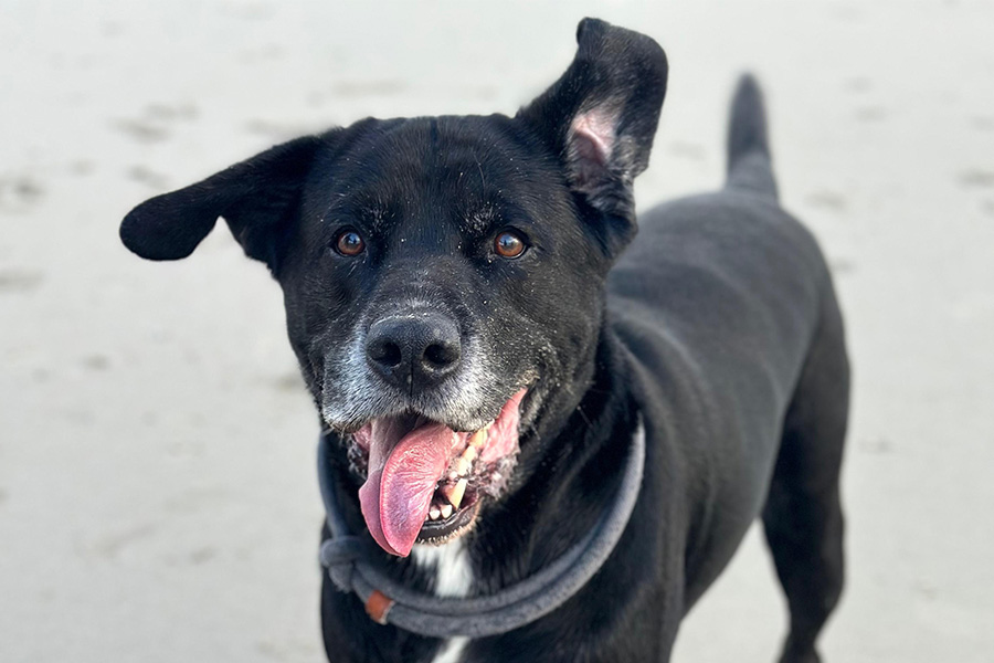 Dilatative Kardiomyopathie (DCM) beim Hund