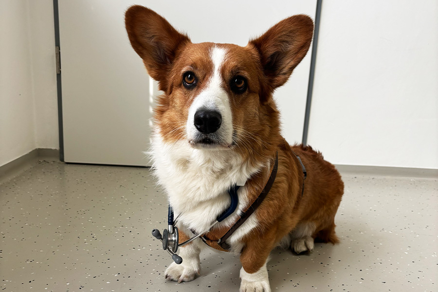 Chronisch degenerative Mitralklappenerkrankung (DMVD) beim Hund