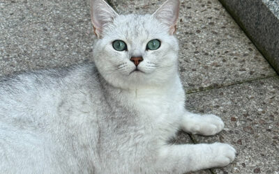 Hypertrophe Kardiomyopathie (HCM) bei der Katze