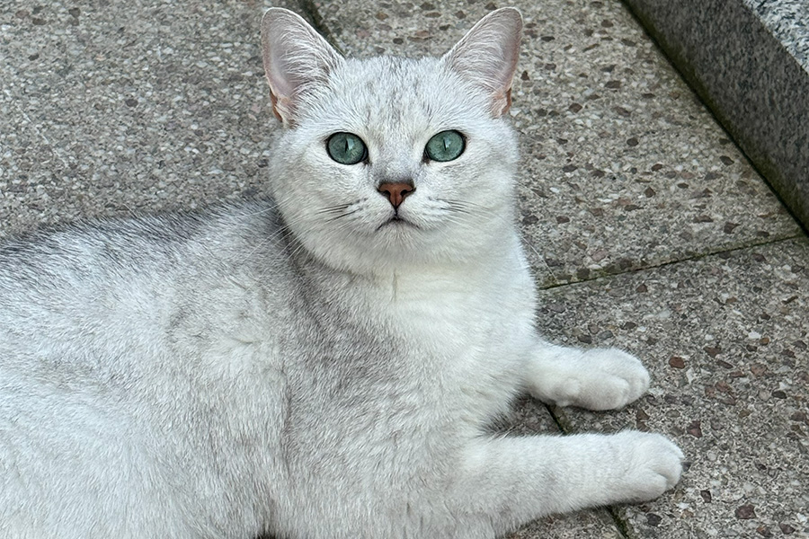 Hypertrophe Kardiomyopathie (HCM) bei der Katze