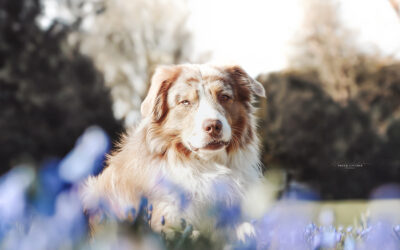 MDR1-Defekt beim Hund – Warum ein Gentest Leben retten kann