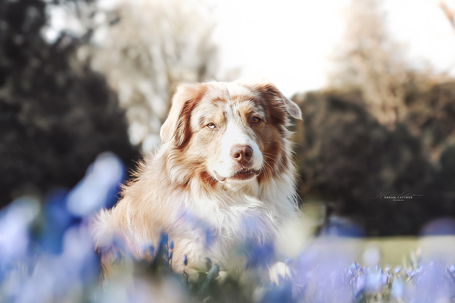 MDR1-Defekt beim Hund – Warum ein Gentest Leben retten kann
